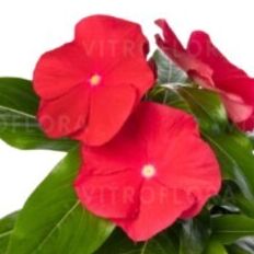 Cora XDR Red Glow