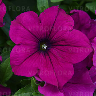 Fanfare Purple