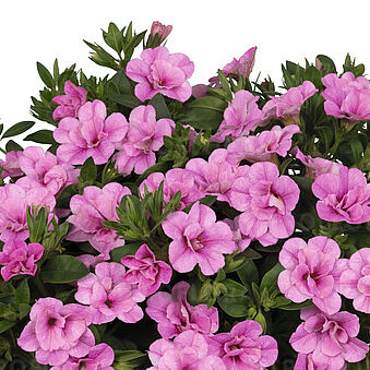 Aloha Double Soft Pink