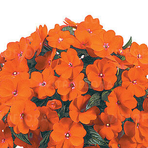 Harmony Orange Blaze