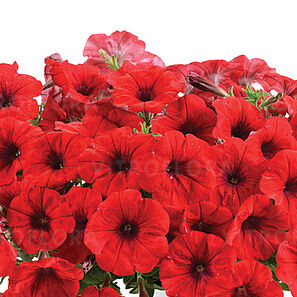 Cascadias Chili Red