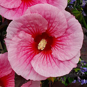Big Pansy