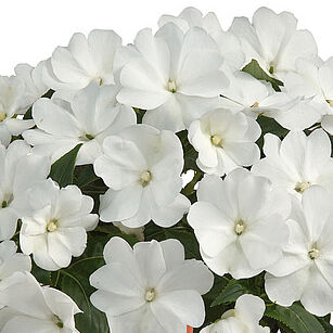 Harmony Snow