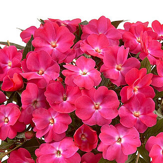 Harmony Dark Pink