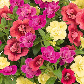 Floraset MyDolly 2026