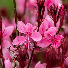 Baby Butterfly® Dark Pink