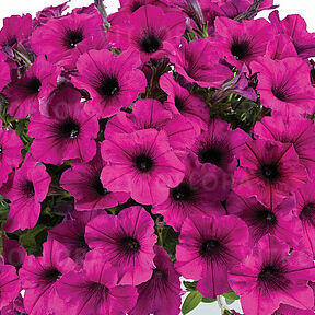 Ray Fuchsia Impr.