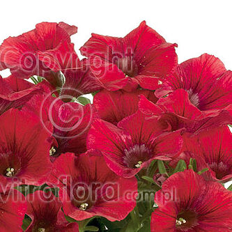 Potunia™ Dark Red 2022