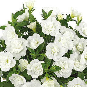 Twist Double White