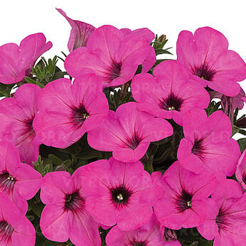 Potunia™ Pinkalicious