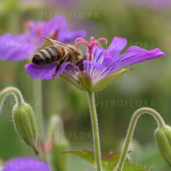 Geranium wlassovianum