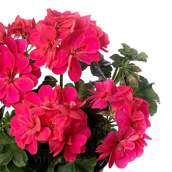 Temprano Hot Coral