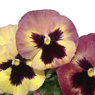 Jumbo Peach Shades Blotch