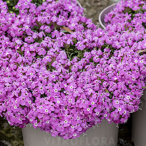 Bressingham Pink