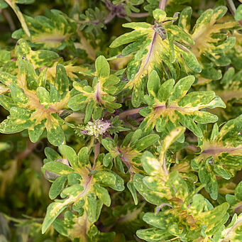 Raja Lime Green