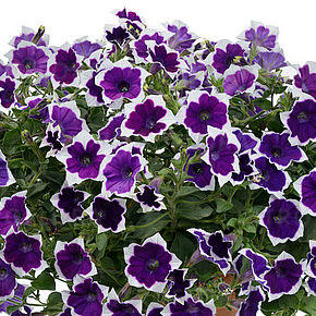 Cascadias Rim Violet Imp.