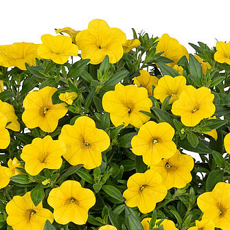 Aloha Kona Canary Yellow