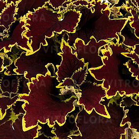 Stained Glassworks Crown Jewel