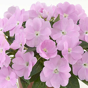 Harmony Pastel Lavender