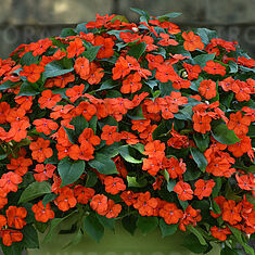 Beacon Orange