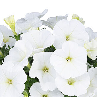 Potunia™ White