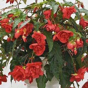 Illumination Rose