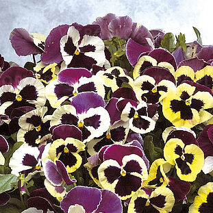 Jumbo Light Yellow Red Wing