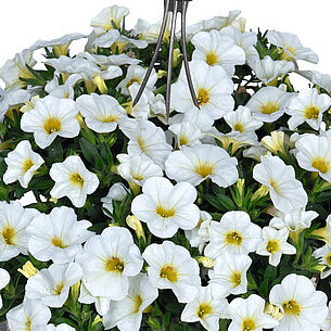 Bloomtastic White