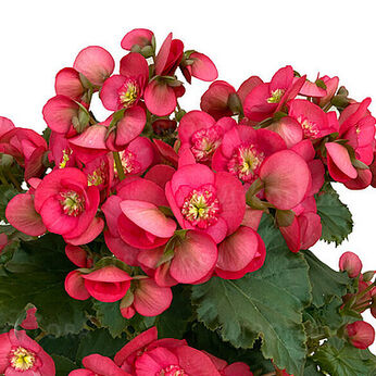 Dreams® Garden Macarazz