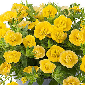 Twist Double Yellow