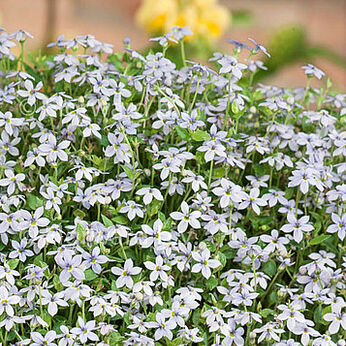 Isotoma fluviatilis