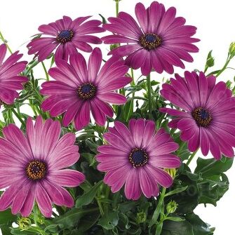 Margarita Dark Pink