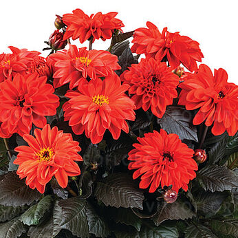Temptation Orange