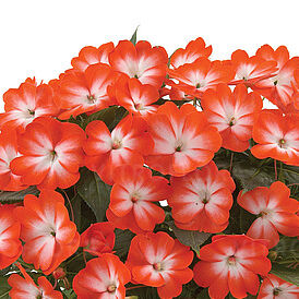 Harmony Orange Star