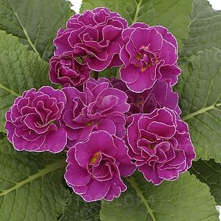 Hethor Petticoat Double Lilac