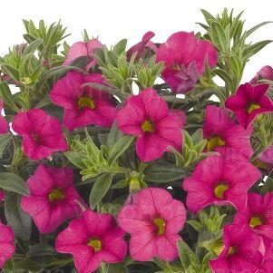 Aloha Kona Pink
