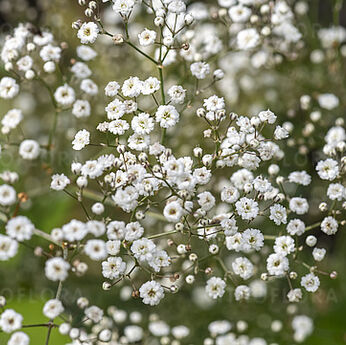 Gypsophila - Vitroflora - cuttings, seedlings