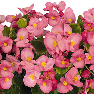 Premium Plus Rose