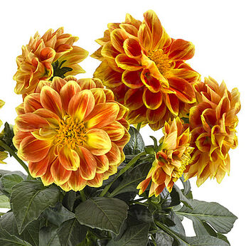 Labella® Medio Fun Orange Flame