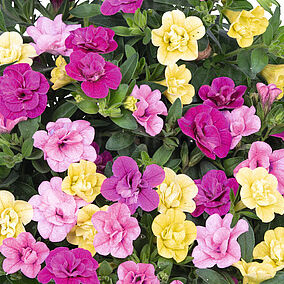 Floraset MyBonnie 2026