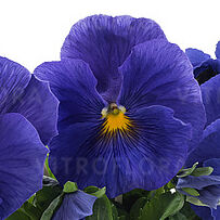 Future Mid Blue