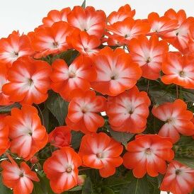 Harmony Orange Star