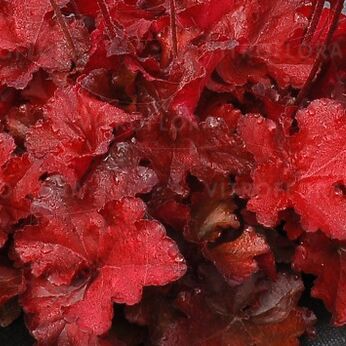 Forever® Red
