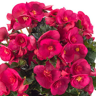Evi Bright Pink