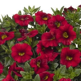 Aloha Kona Dark Red
