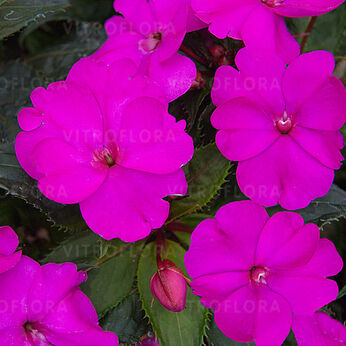 SunPatiens® Purple