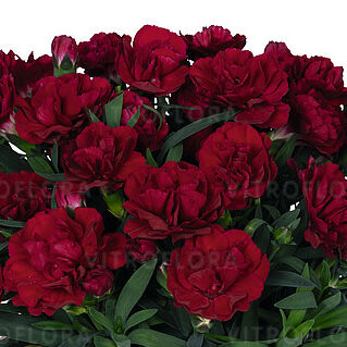 Sprint Red Velvet
