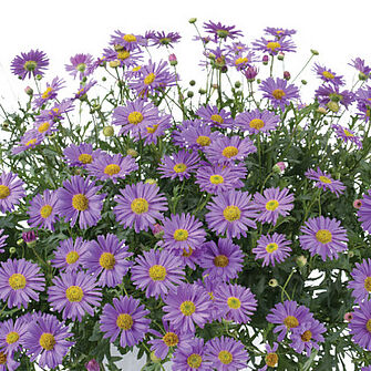 Fresco Purple
