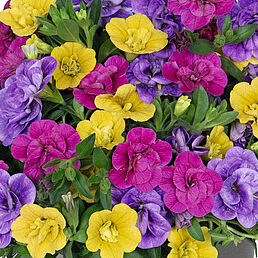 Floraset Clash