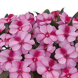 Harmony Purple Cream